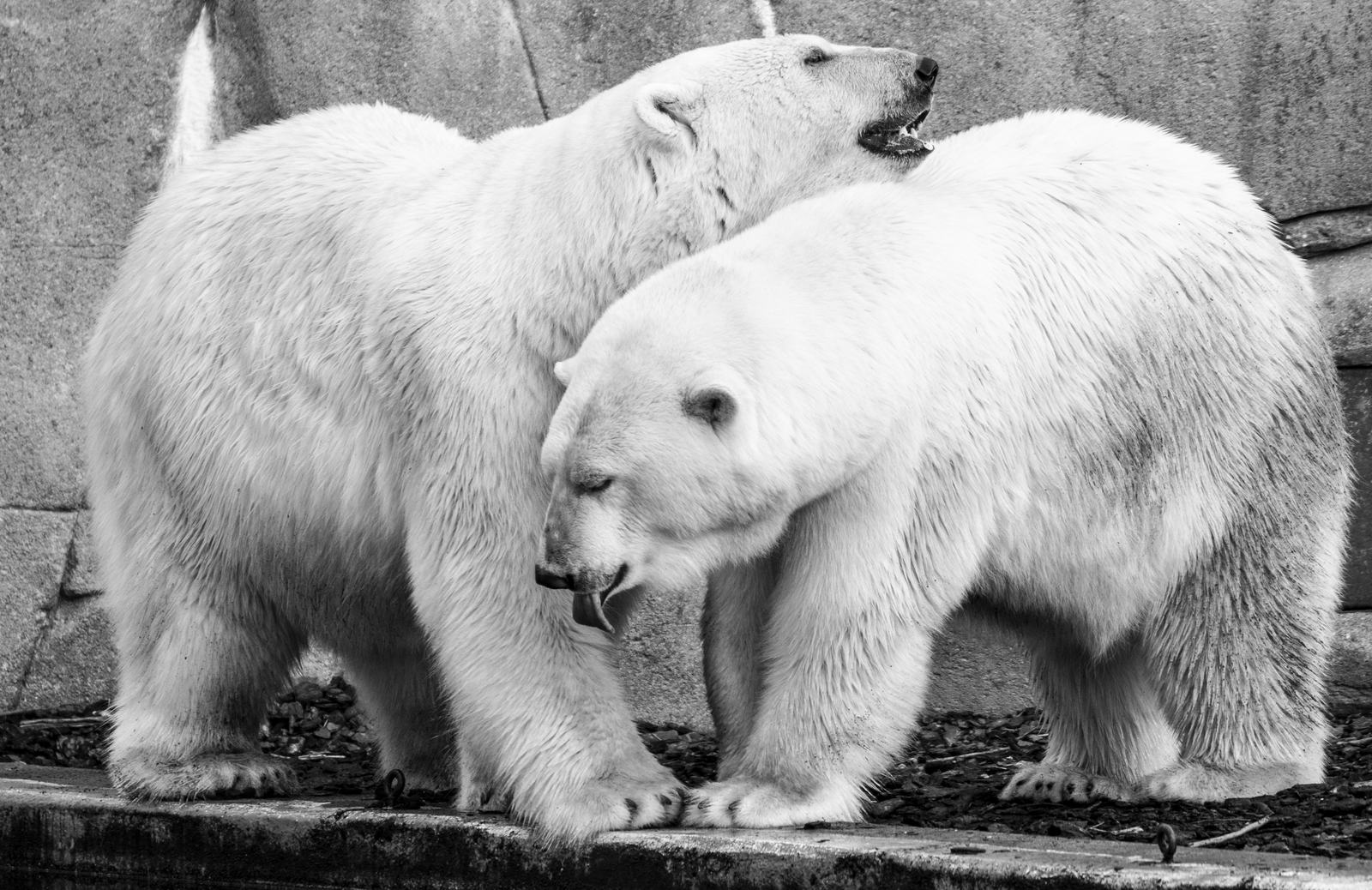 Two bears, one argument