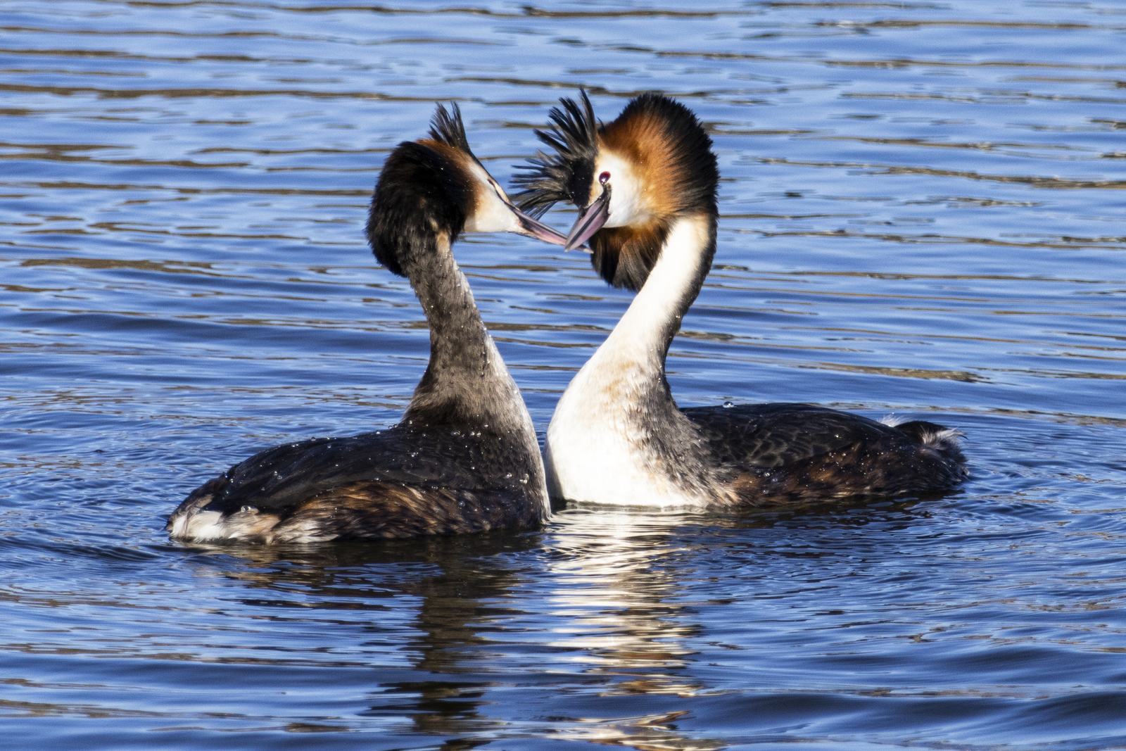 Grebes, crests up