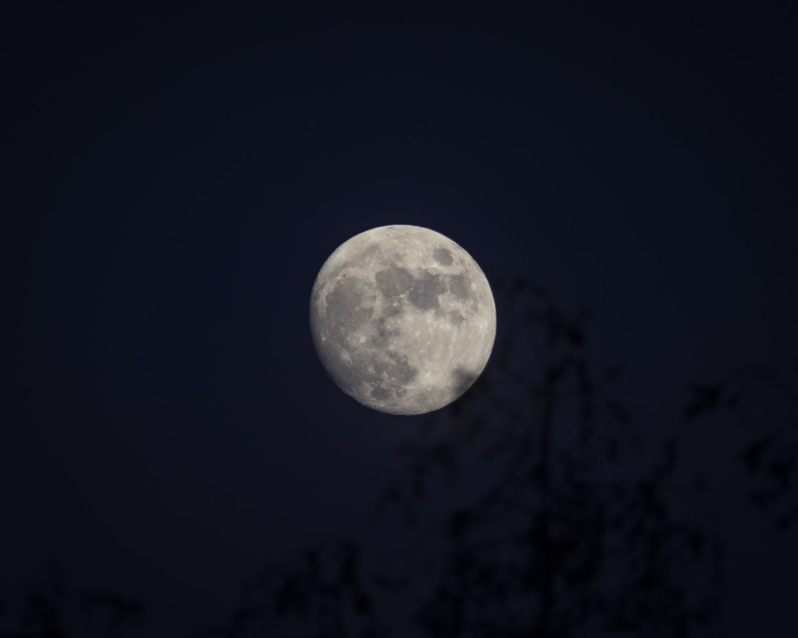 The moon, through the branches