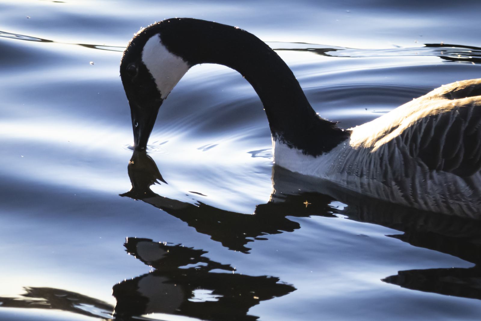 Goose, meeting itself