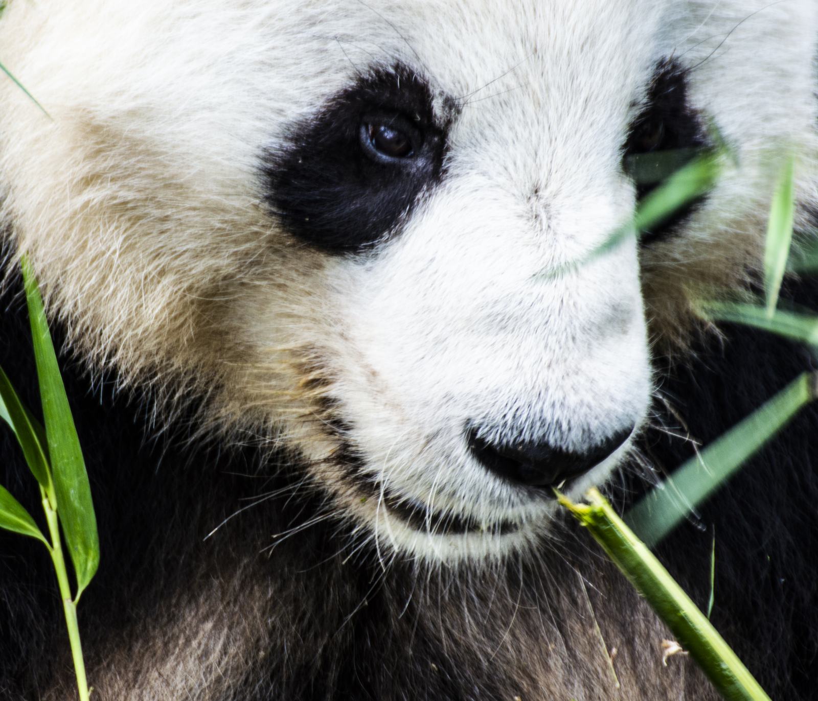 Panda, mid bamboo