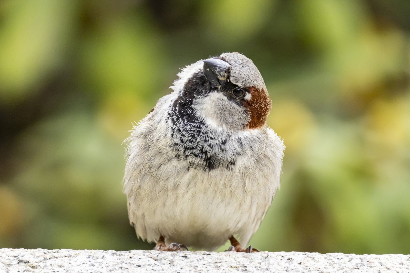 House sparrow, unimpressed