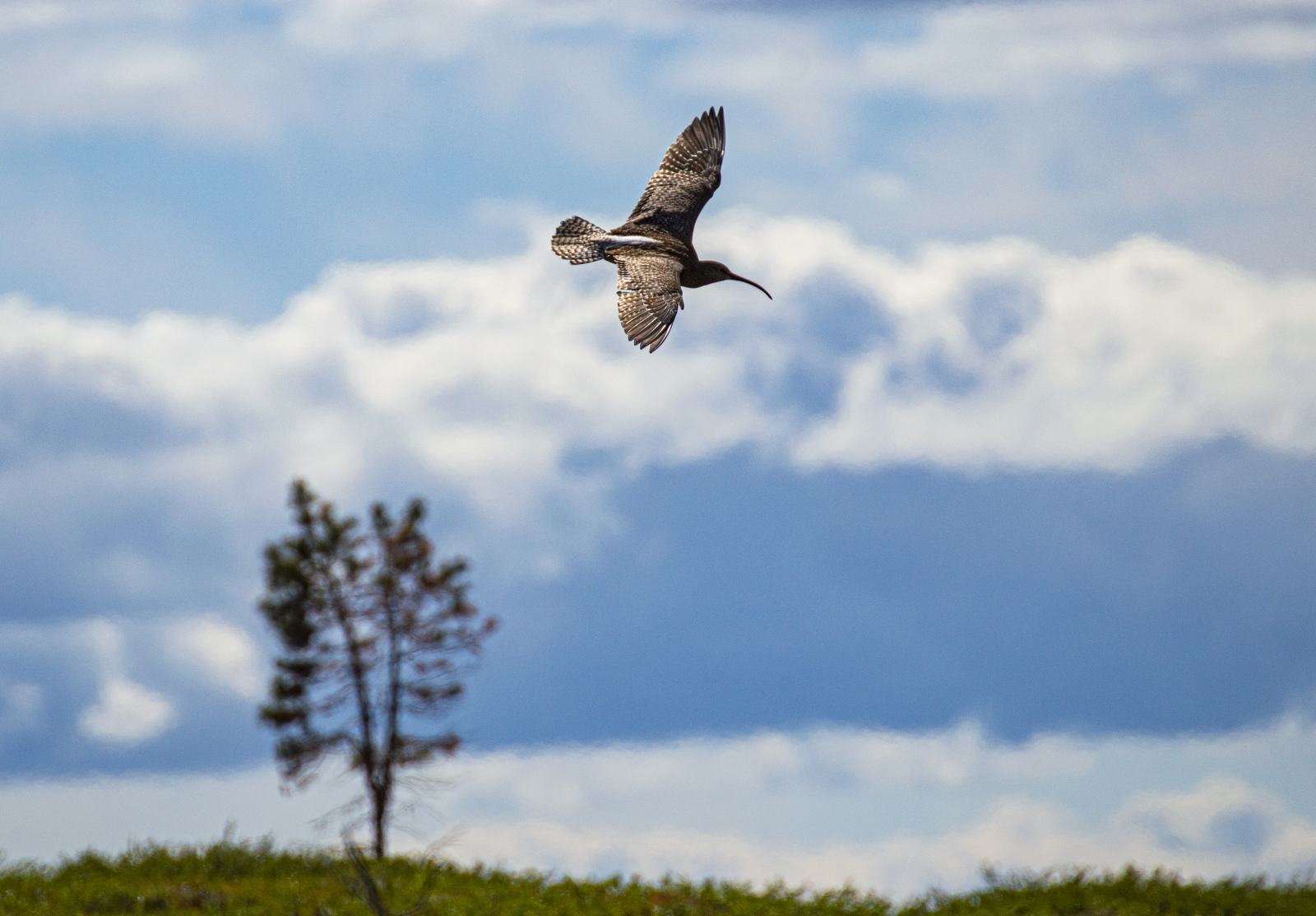Curlew and a single tree