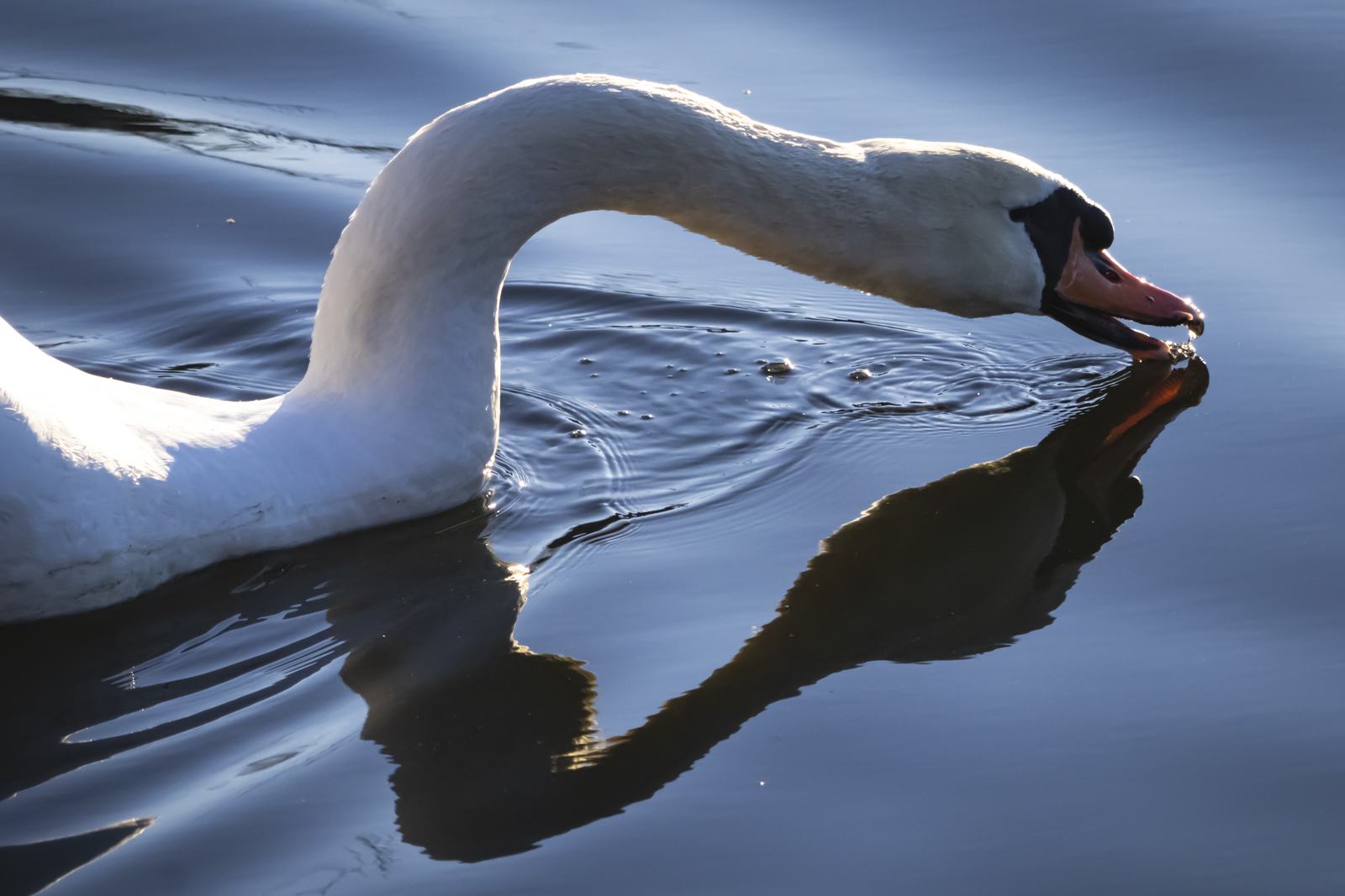 Swan, drinking its reflection