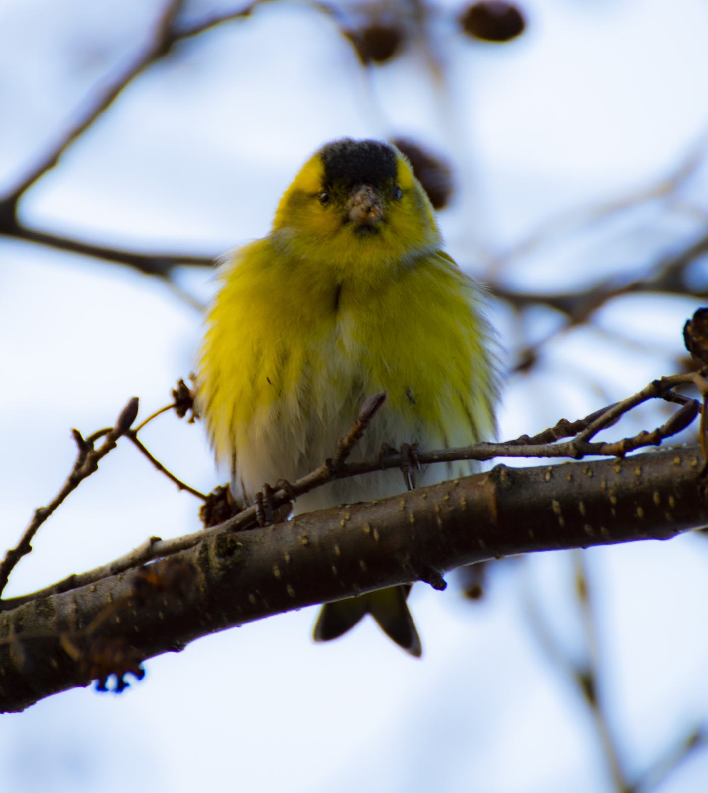 Siskin, puffed against the cold