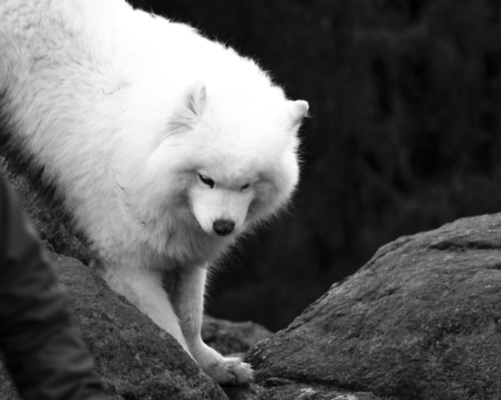 White coat, black rock